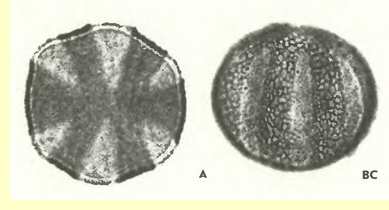 Шалфей луговой (Salvia pratensis L.)-пыльцевые зерна Шалфей луговой (Salvia pratensis L.)-пыльцевые зерна